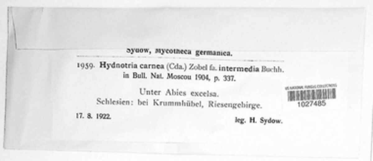 Hydnotrya tulasnei image